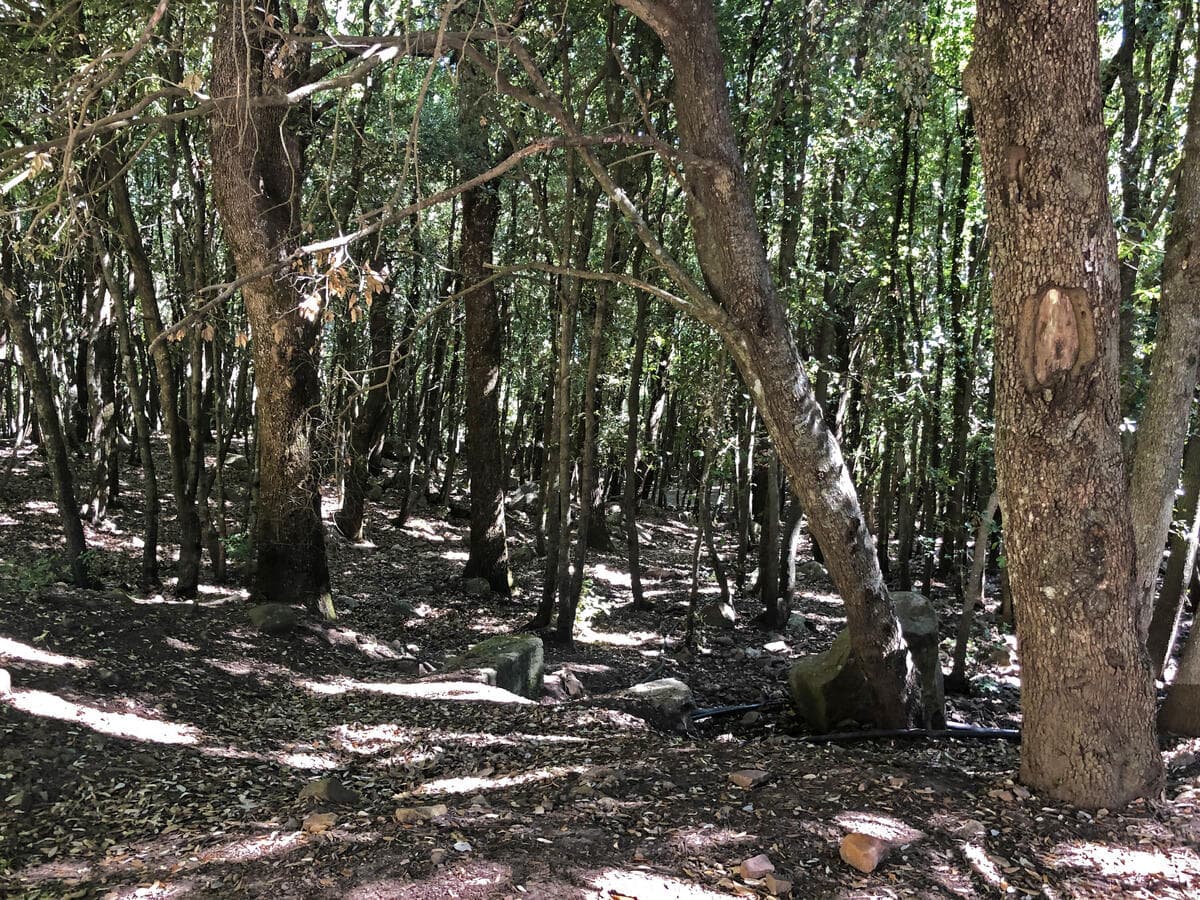 Waldpfad zwischen jahrhundertealten Riesenstechpalmen im Parco delle Madonie